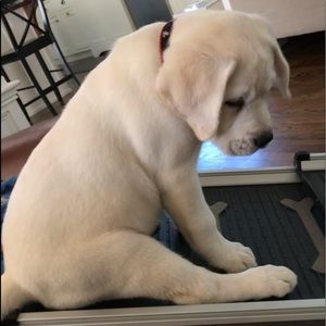 Meet your Posher, Evan